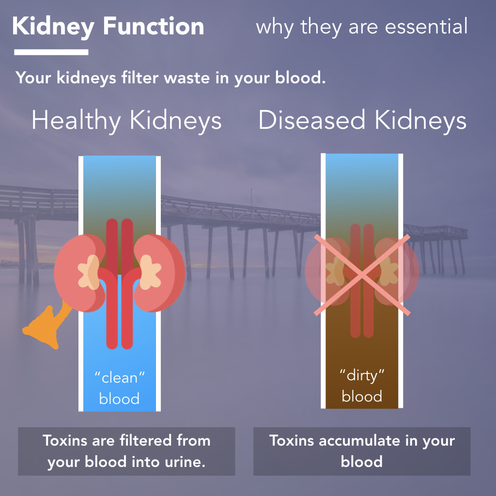 basic function of the kidney