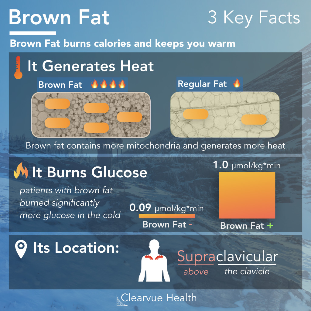 Brown Fat function and brown fat location