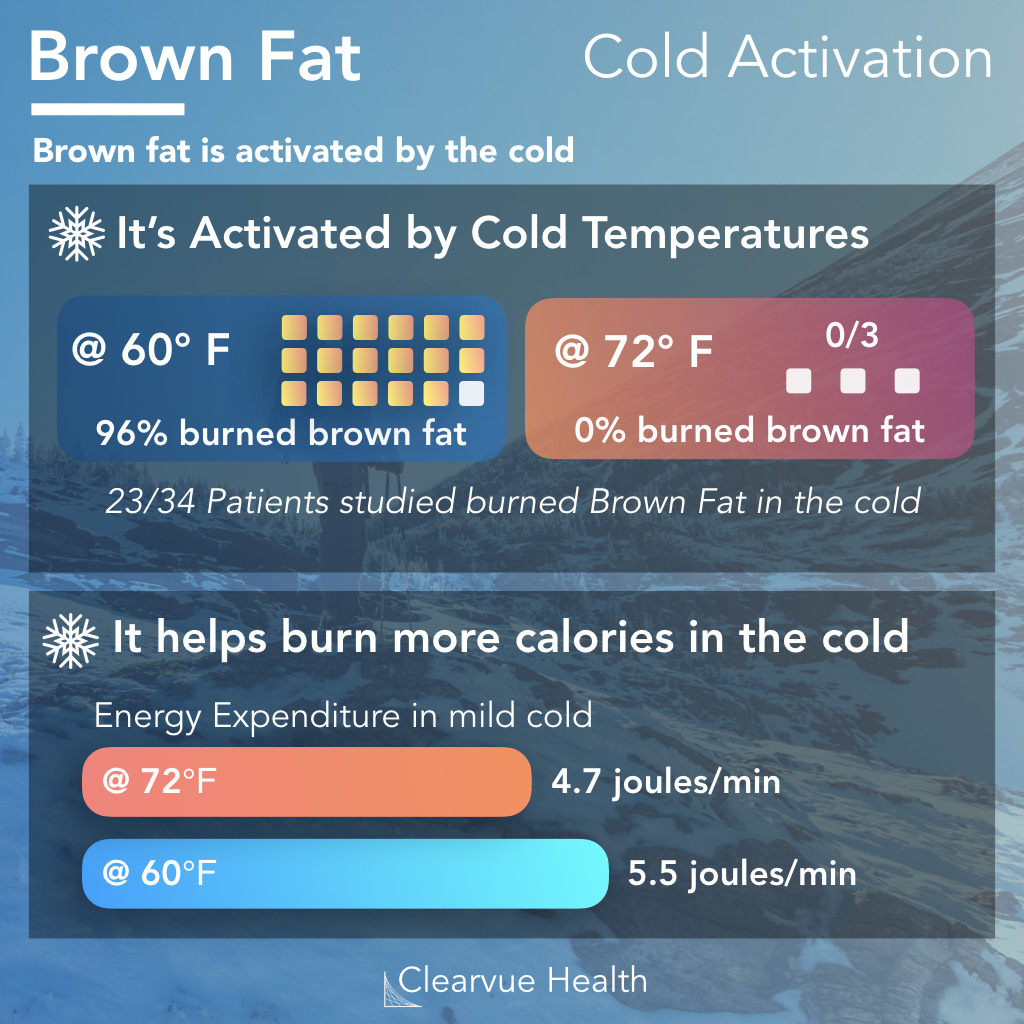 Brown Fat activity in the cold generates heat