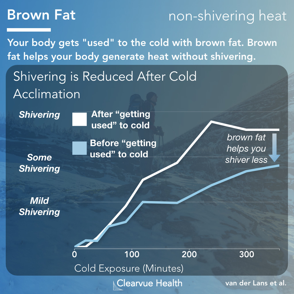 Brown Fat generates warmth without shivering