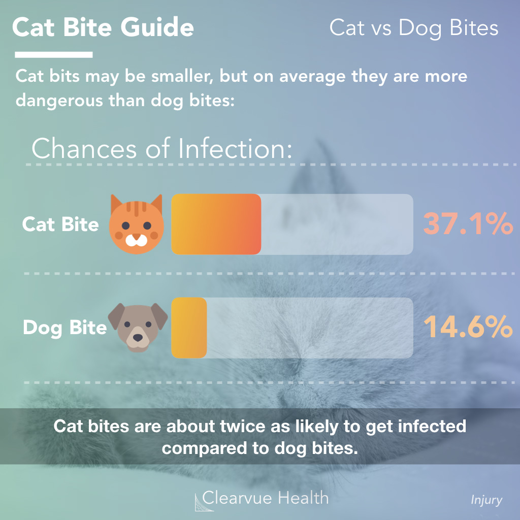 cat bite vs dog bite infection rate