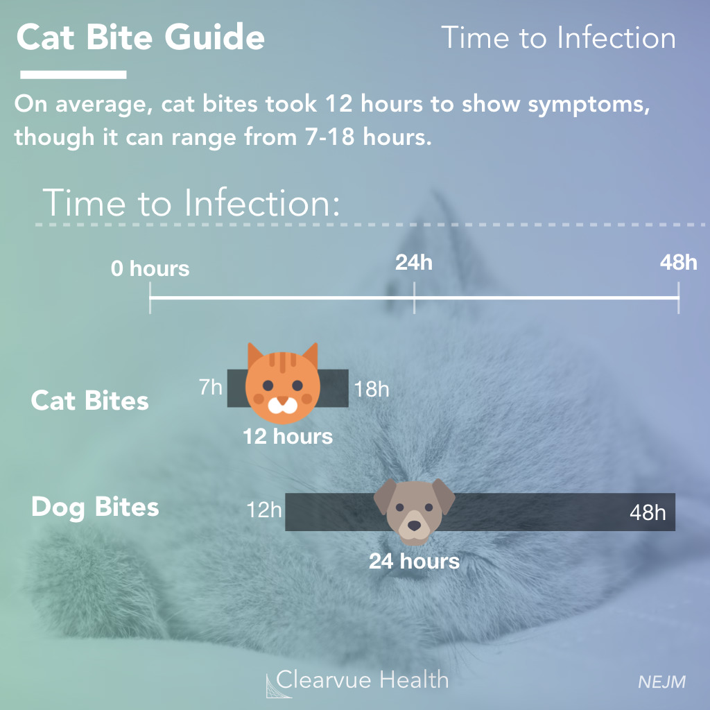 time to infection for cat bites and dog bites