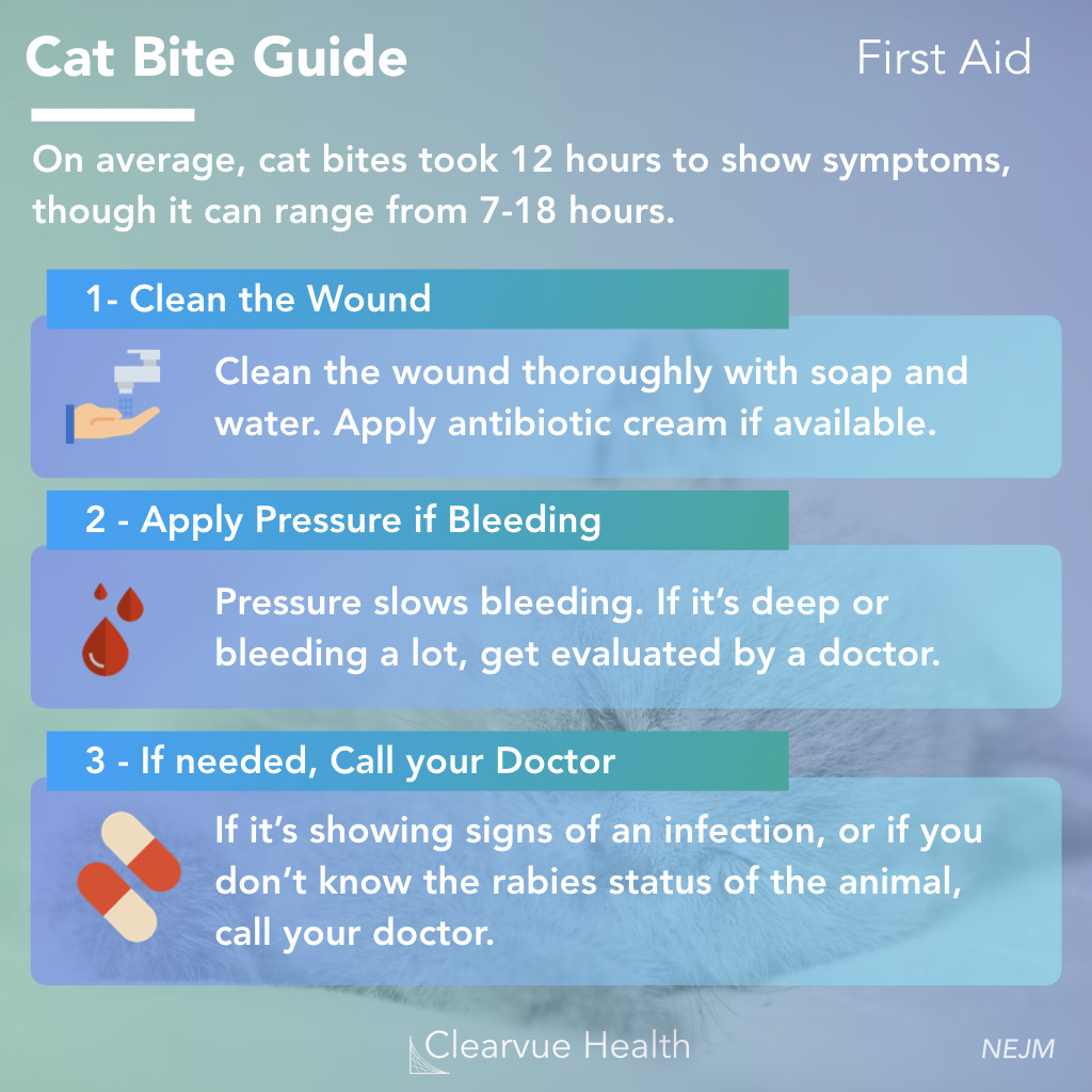 cat bite infection first aid
