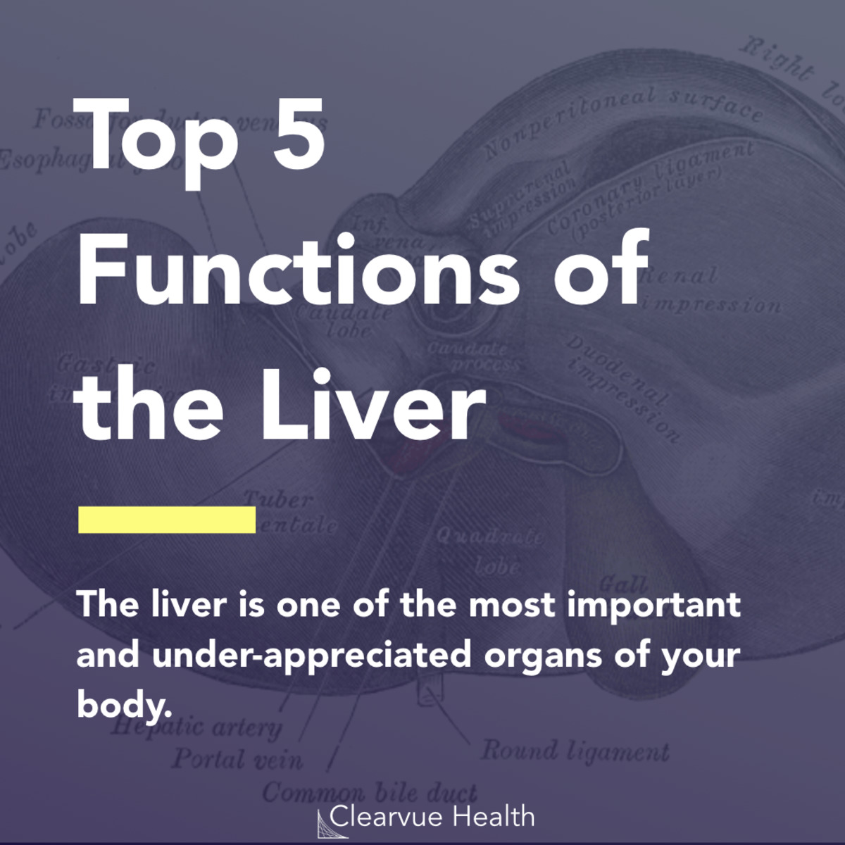 5-slides-top-5-functions-of-the-liver-visualized-science