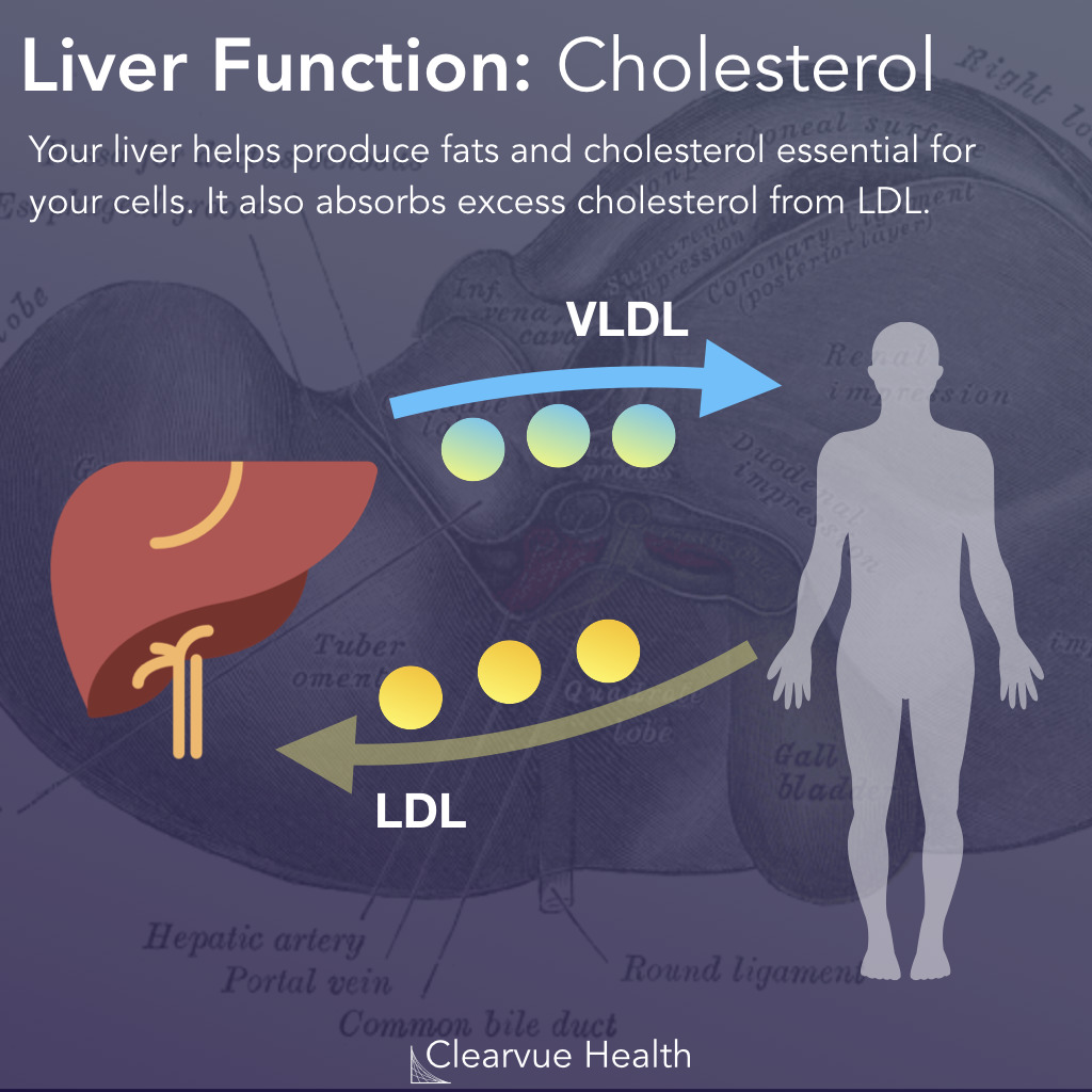 5 Slides Top 5 Functions Of The Liver Visualized Science